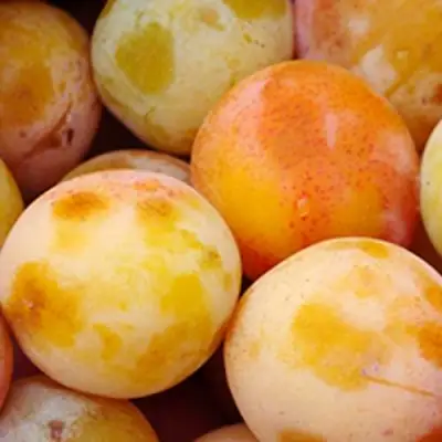 Слива ЯХОНТОВАЯ в Светлогорске