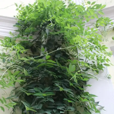 Глициния макростахия БЛЮ МУН в Светлогорске