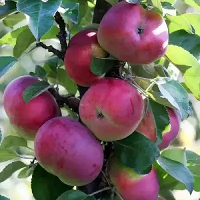 Яблоня ЕСЕНИЯ колонновидная в Светлогорске