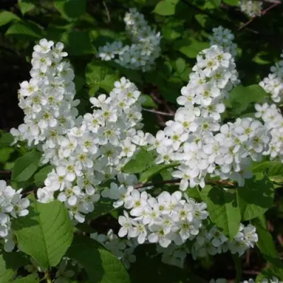 Черемуха ПАМЯТИ САЛАМАТОВА в Светлогорске