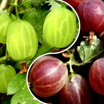 Комплект СКАЗКА в Светлогорске