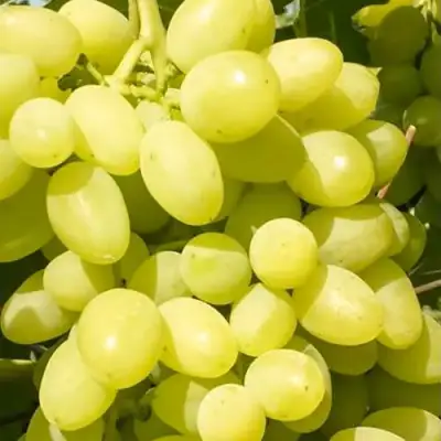 Виноград ДОЛГОЖДАННЫЙ в Светлогорске
