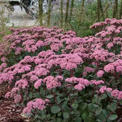 Очиток (седум) МАТРОНА в Светлогорске