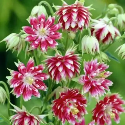 Аквилегия БАРЛОУ НОРА гибрид МакКаны в Светлогорске