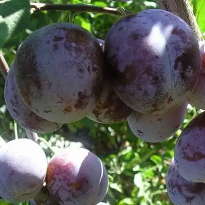 Слива РЕНКЛОД ХАРИТОНОВОЙ в Светлогорске