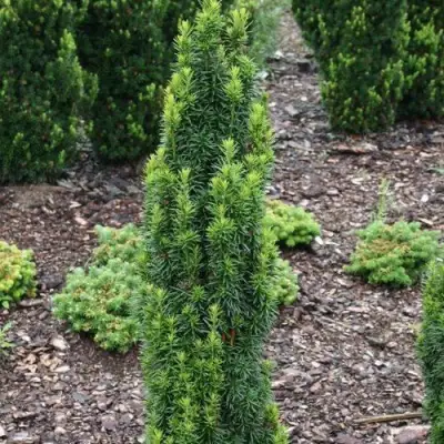 Тис ВОЙТЕК средний  в Светлогорске