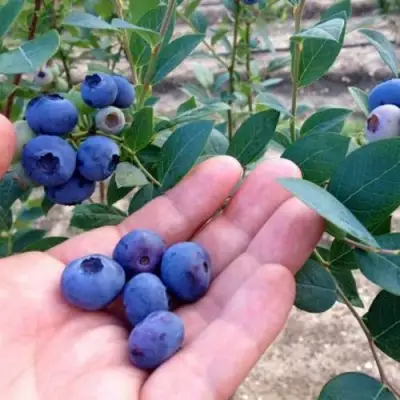 Голубика НОРТ КАНТРИ в Светлогорске