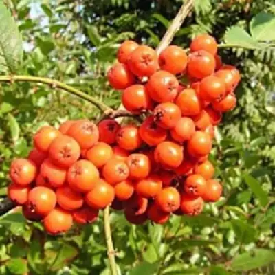 Рябина КОНЦЕНТРА сладкоплодная в Светлогорске