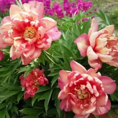 Пион ДЖУЛИЯ РОУЗ ито-гибрид в Светлогорске