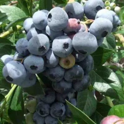 Голубика КРОЭТЭН в Светлогорске