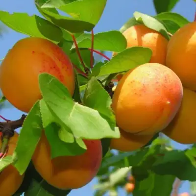 Абрикос КИЕВСКИЙ РАННИЙ в Светлогорске