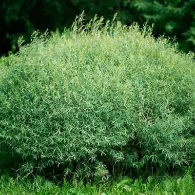 Ива НАНА пурпурная в Светлогорске