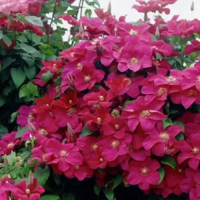 Клематис РУЖ КАРДИНАЛ в Светлогорске