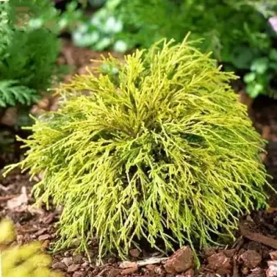 Кипарисовик ВАВЕЛ горохоплодный в Светлогорске