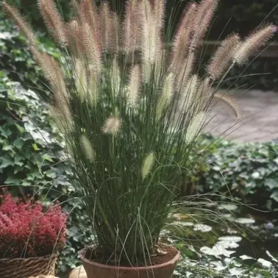 Пеннисетум ХАМЕЛН в Светлогорске