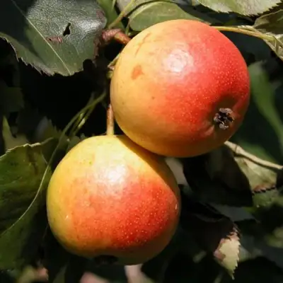 Груша АЛЁНУШКА в Светлогорске