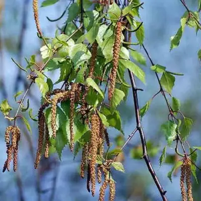 Береза ПОВИСЛАЯ в Светлогорске