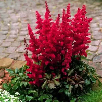 Астильба ГЛАТ Арендса в Светлогорске