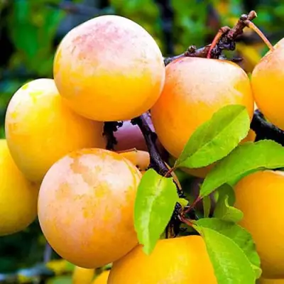 Слива МИНСКАЯ в Светлогорске