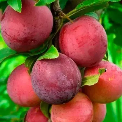 Слива КЛЕОПАТРА в Светлогорске