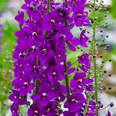 Коровяк ВИОЛЕТТА (вербаскум) в Светлогорске