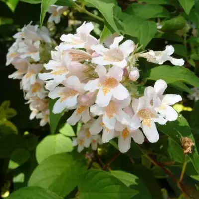 Кольквиция прелестная в Светлогорске