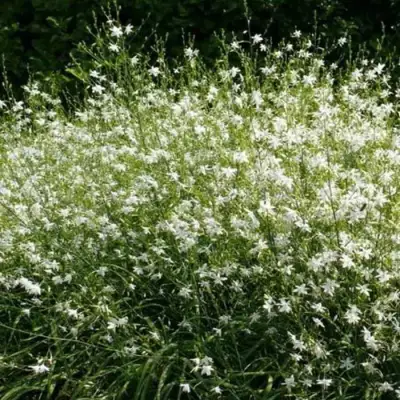 Венечник ветвистый в Светлогорске