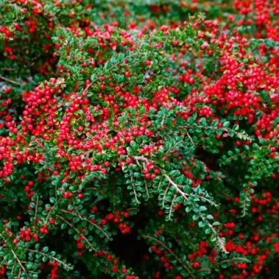 Кизильник горизонтальный в Светлогорске