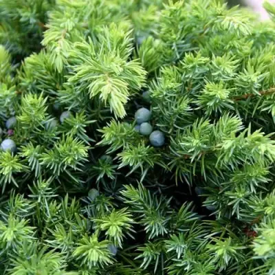 Можжевельник ШЛЯГЕР прибрежный в Светлогорске