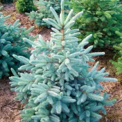 Ель КЕЙБАБ колючая в Светлогорске