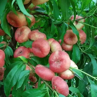 Нектарин КОНЦЕТТИНА в Светлогорске