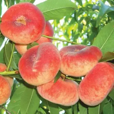 Персик САТУРН ИНЖИРНЫЙ в Светлогорске