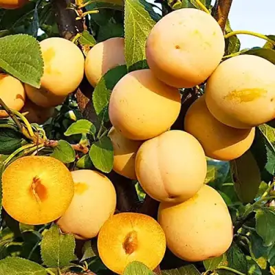 Слива РЕНКЛОД ранний в Светлогорске