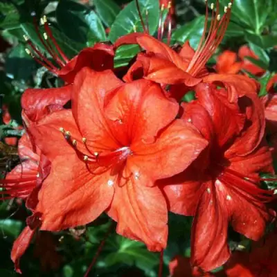 Азалия ДОЛОРОСО листопадная в Светлогорске