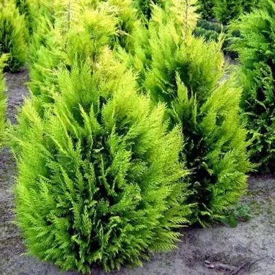 Кипарисовик ИВОНЕ лавсана в Светлогорске