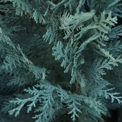 Кипарисовик ВАН ПЕЛЬТС БЛЮ лавсона в Светлогорске