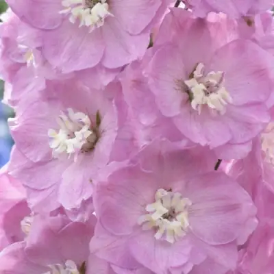 Дельфиниум ПЕТТИКОУТ гибридный в Светлогорске