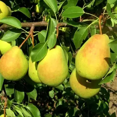 Груша ФЛЕЙТА в Светлогорске