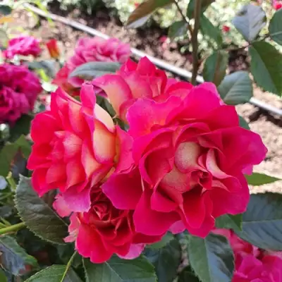 Роза БРЕРА флорибунда в Светлогорске