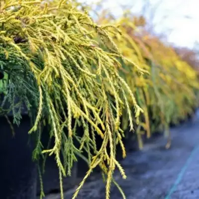 Кипарисовик ВАВЕЛ горохоплодный в Светлогорске