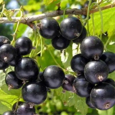 Смородина черная ОРЛОВСКИЙ ВАЛЬС в Светлогорске