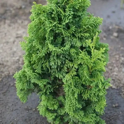 Туя ЗМАТЛИК западная в Светлогорске