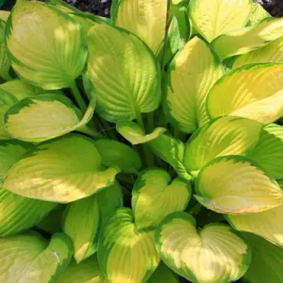 Хоста ГОЛД СТАНДАРТ Форчуна в Светлогорске