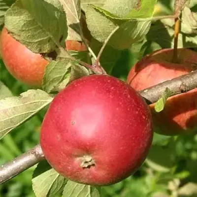 Яблоня ПОСПЕХ в Светлогорске