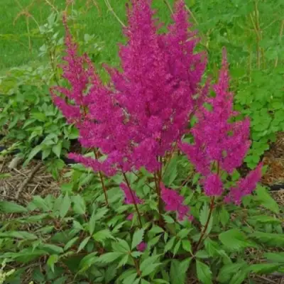 Астильба ЭЛИЗАБЕТ ВАН ВИН японская в Светлогорске