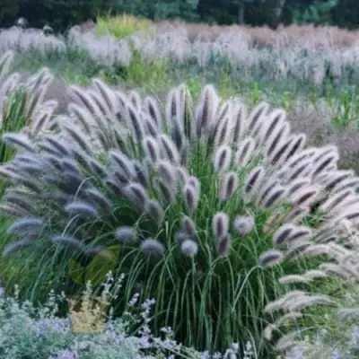 Пеннисетум БЛЭК БЬЮТИ в Светлогорске