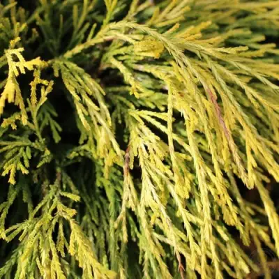 Кипарисовик ГОЛДЕН МОП горохоплодный в Светлогорске