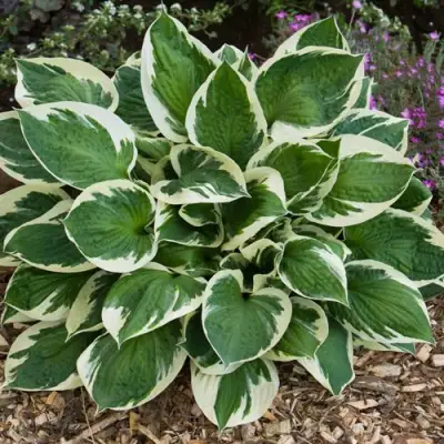 Хоста КАРИН гибридная в Светлогорске