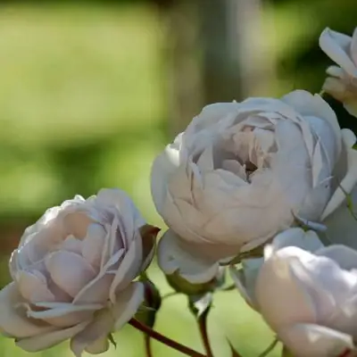 Роза ГРИЗЕЛИС шраб в Светлогорске