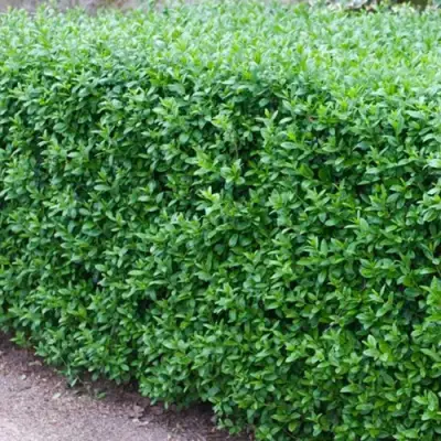 Бирючина обыкновенная АТРОВИРЕНС в Светлогорске